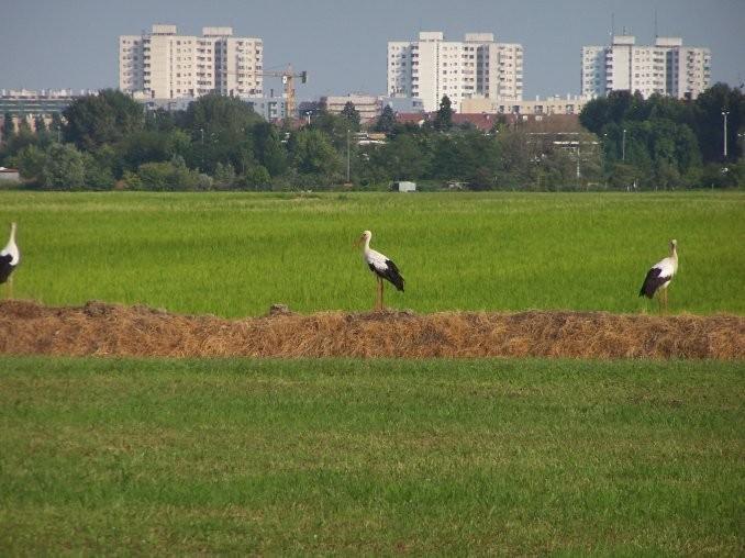 Cascina Battivacco Villa Milan Luaran gambar